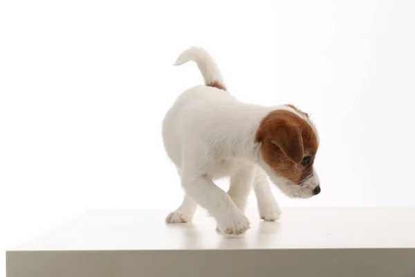 Jack russell pup. Close-up. Witte achtergrond — Stockfoto