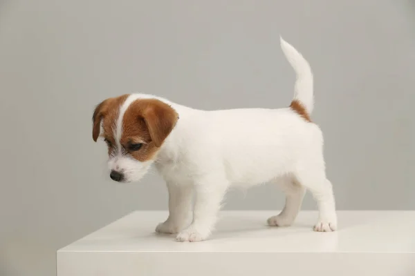 Jack russell terrier pup. Close up. Gray background — Stock Photo, Image