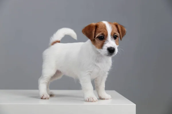 Jack Russell Terrier Baby. Fecha. Fundo cinzento — Fotografia de Stock