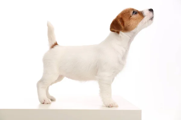 Jack russell staande profiel. Close-up. Grijze achtergrond — Stockfoto