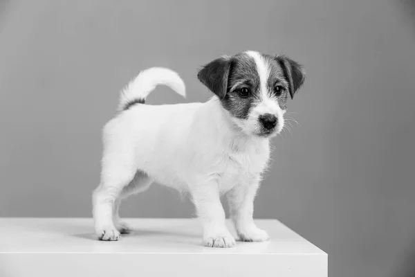 Jack Russell cachorrinho em preto e branco. Fechar — Fotografia de Stock