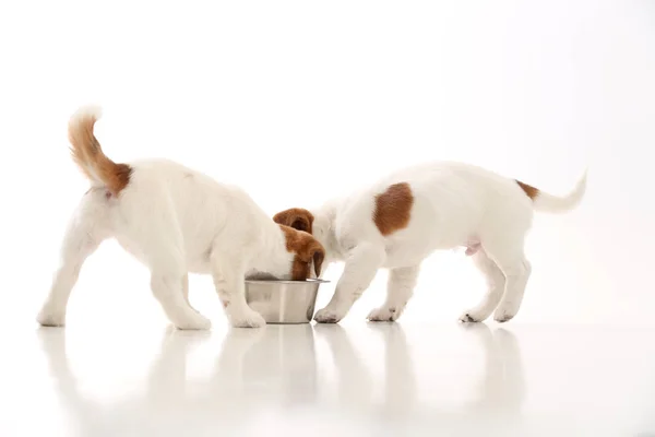 Dois cachorros Jack Russell a comer de uma tigela. Fecha. Fundo branco — Fotografia de Stock