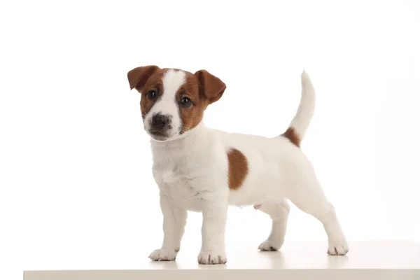 Un cucciolo di Jack Russell isolato. Chiudete. Fondo bianco — Foto Stock