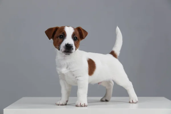 Isolated jack russell pup. Close up. Gray background — Stock Photo, Image