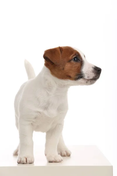 Jack Russell cucciolo guardando da parte. Chiudete. Fondo bianco — Foto Stock