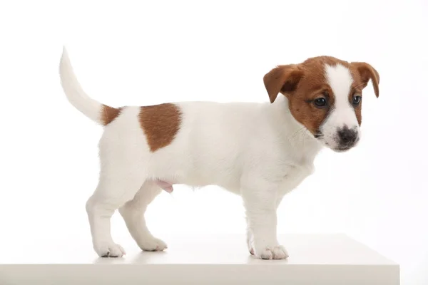 Jack russell Terriër staande profiel. Close-up. Grijze achtergrond — Stockfoto