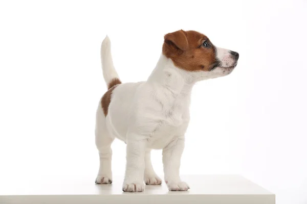 Jack russell pup opzij kijken. Close-up. Witte achtergrond — Stockfoto