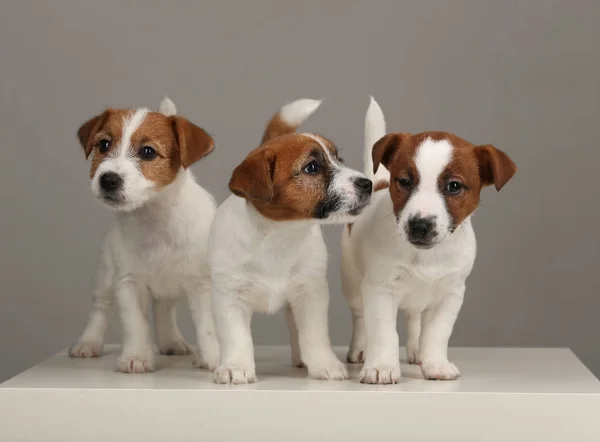 Três cachorros Jack Russell. Fecha. Fundo cinzento — Fotografia de Stock