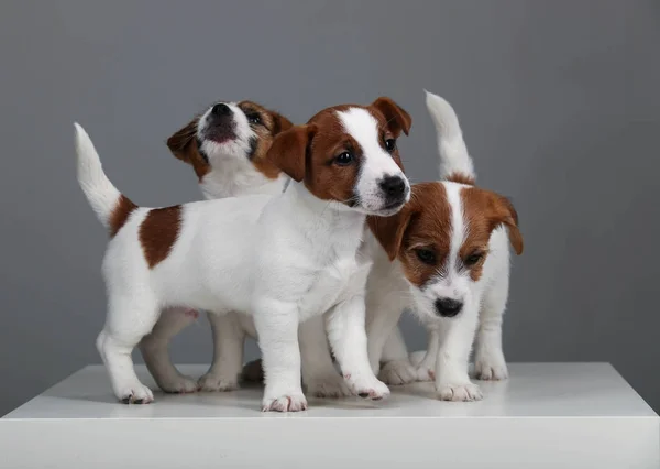 Jack russell terrier. Közelről. Szürke háttér — Stock Fotó