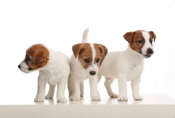 Három jack russells. Közelről. Szürke háttér — Stock Fotó