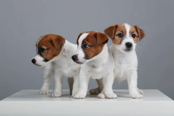 Lindo Jack Russell Terrier. De cerca. Fondo gris — Foto de Stock