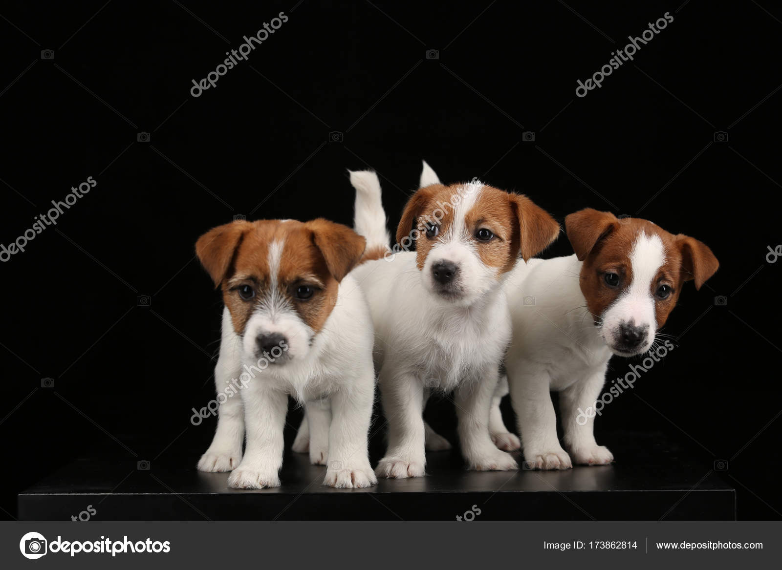 Pictures Baby Jack Russell Terrier Cute Jack Russell Terriers Babies Close Up Black Background Stock Photo C Kazanovskyiphoto Gmail Com 173862814