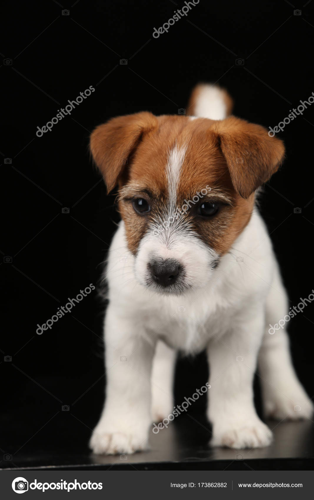 Drole De Jack Russell Terrier Ferme La Fond Noir Image Libre De Droit Par Kazanovskyiphoto Gmail Com C Drole De Jack Russell Terrier Ferme La Fond Noir Image Libre De Droit Par Kazanovskyiphoto Gmail Com C