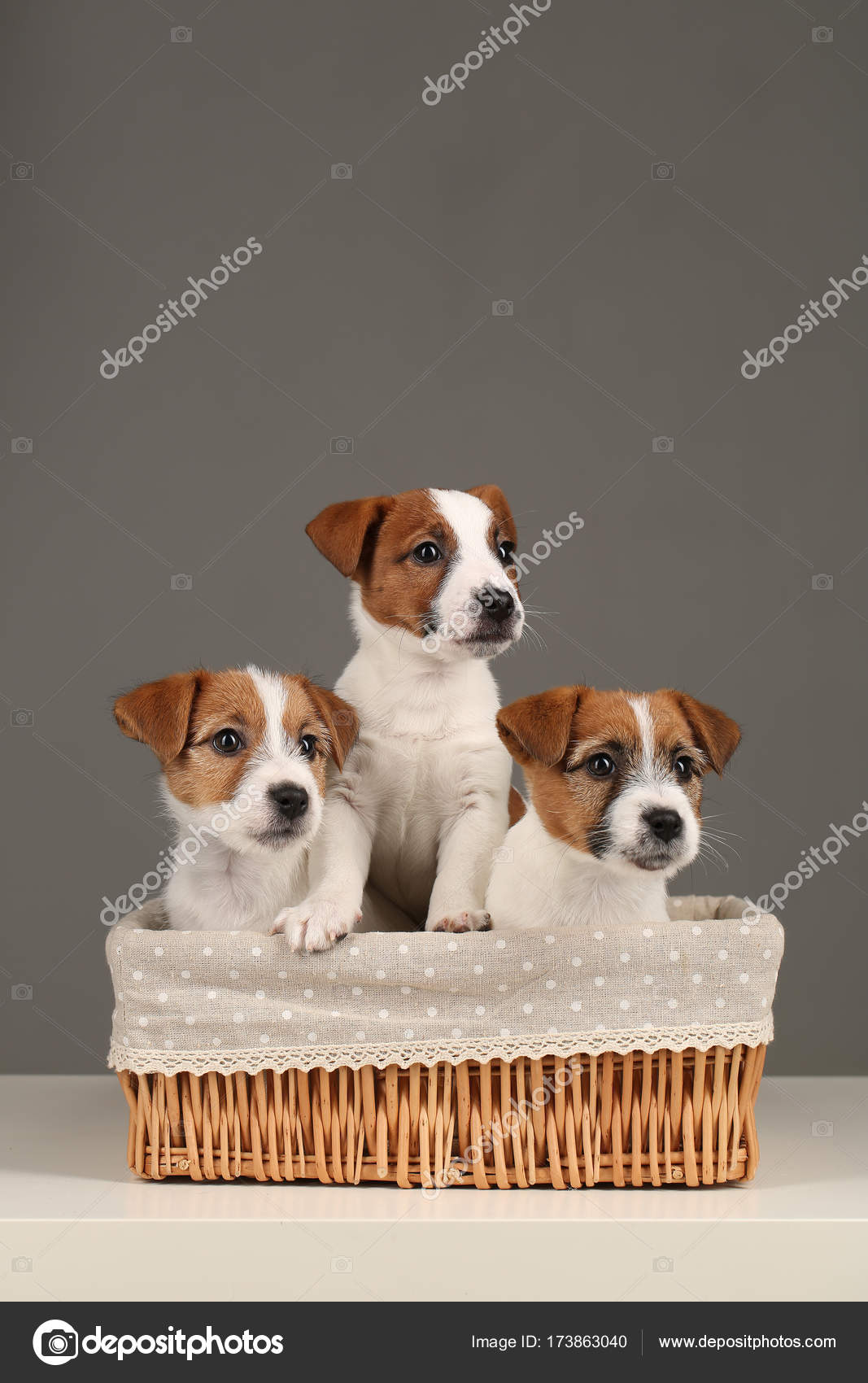 Three cute jack russell puppies in the Close Gray