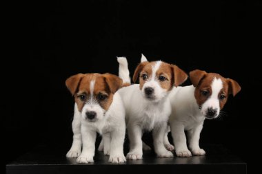 Şirin jack russell Terrier bebekler. Yakın çekim. Siyah arka plan