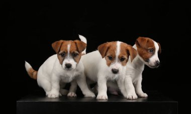 Sevimli russells yavru jack. Yakın çekim. Siyah arka plan