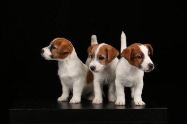 Güzel jack russell Terrier. Yakın çekim. Siyah arka plan