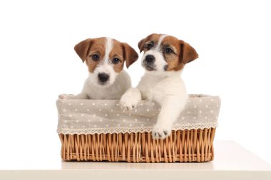 Komik jack russell kukla yatakta. Yakın çekim. Gri arka planı