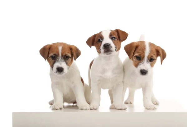 Cute jack russells. Close up. White background — Stock Photo, Image
