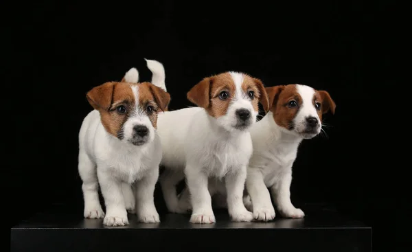 O bonitão Jack Russel vende bebés. Fecha. Fundo preto — Fotografia de Stock