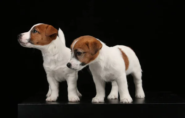 Jack Russells cachorros mirando a un lado. De cerca. Fondo negro — Foto de Stock