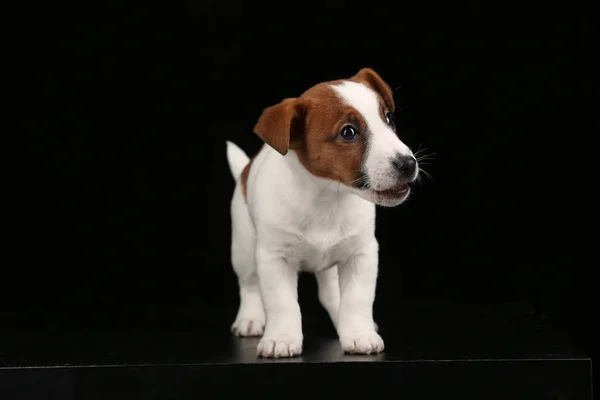 Qué gracioso Jack Russell. De cerca. Fondo negro —  Fotos de Stock