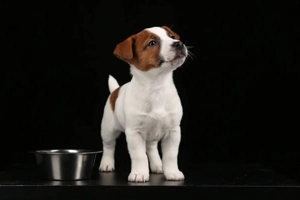 Jack russell köpek ve bir kase. Yakın çekim. Siyah arka plan