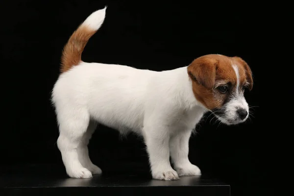 Funny jack russell standing profile. Close up. Black background — Stock Photo, Image