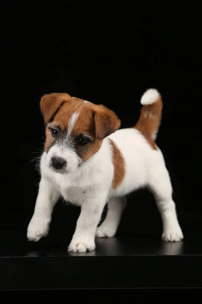 Lustiger Jack Russell Welpe. Nahaufnahme. schwarzer Hintergrund — Stockfoto