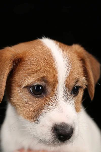 Fcae, jack russell. Yakın çekim. Siyah arka plan — Stok fotoğraf