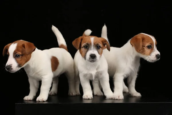 Tres hermosos cachorros de Jack Russells. De cerca. Fondo negro — Foto de Stock