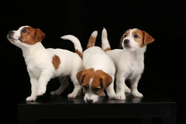 Hermosos cachorros de Jack Russell Terrier. De cerca. Fondo negro — Foto de Stock