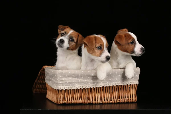Jack Russell cachorros en la canasta. De cerca. Fondo negro — Foto de Stock
