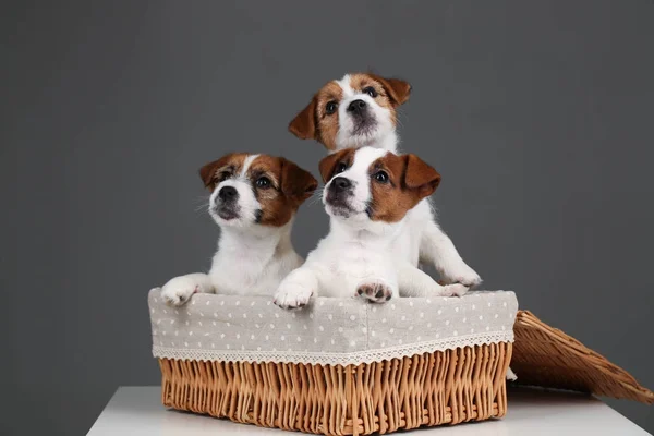 Három jack russell pupies a kosárba. Közelről. Szürke háttér — Stock Fotó