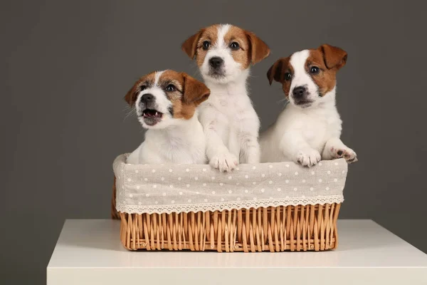 Três Jack Russell Terriers na cama. Fecha. Fundo cinzento — Fotografia de Stock