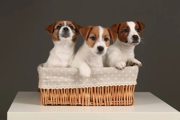 Pequeño Jack Russell terriers en la cama. De cerca. Fondo gris — Foto de Stock