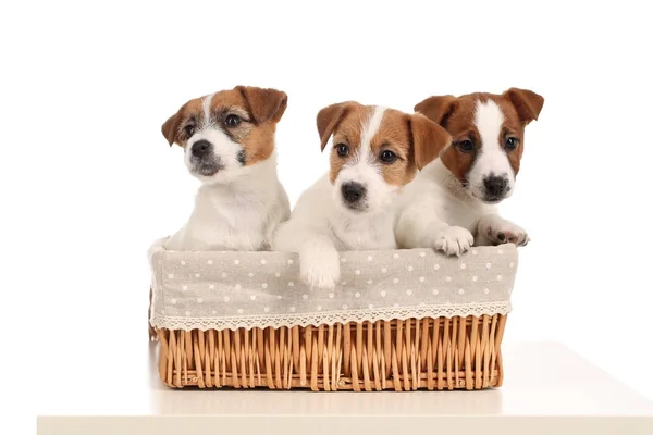 El gracioso Jack Russells en la cama. De cerca. Fondo gris — Foto de Stock