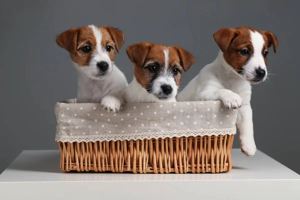 Three funny jack russells in the bed. Close up. Gray background — Stock Photo, Image