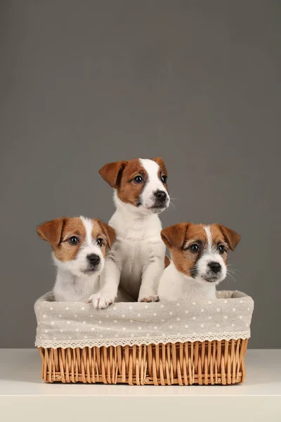 Tres lindos cachorros de Jack Russell en la cama. De cerca. Fondo gris — Foto de Stock