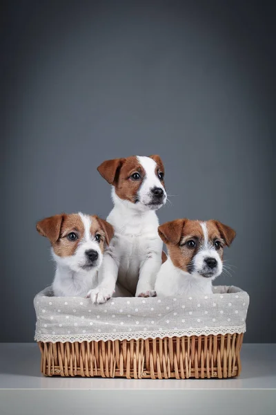 Néhány jack russell kiskutyák az ágyban. Közelről. Szürke háttér — Stock Fotó