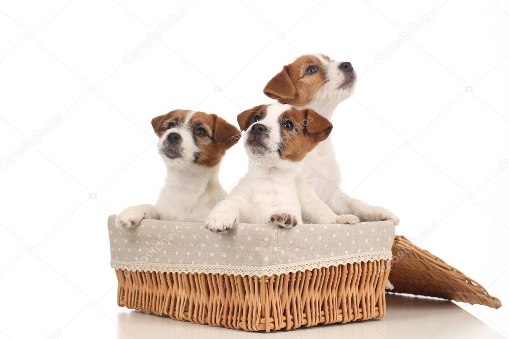 Jack russell babies in the basket. Close up. White background