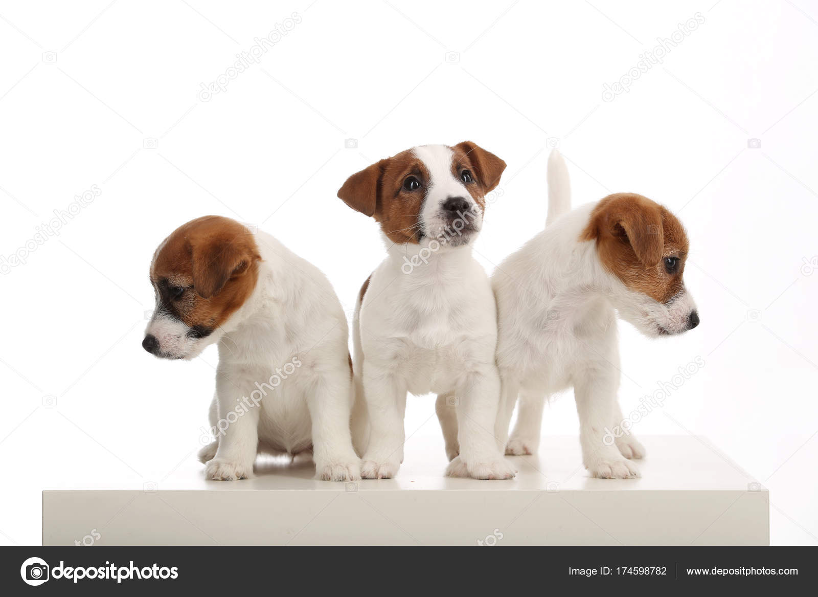 Chiots Fond Blanc Photographie Kazanovskyiphotogmailcom