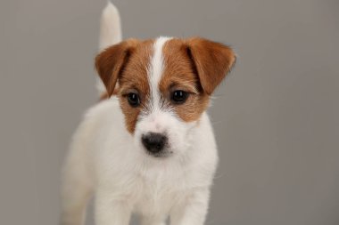 Oynak jack russell terrier köpek yavrusu. Yakın çekim. Gri arka planı