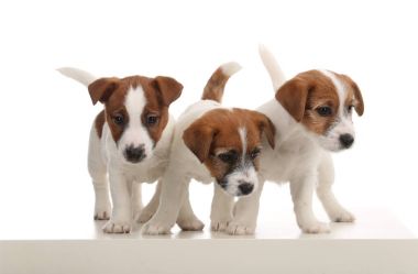 Portre üçün küçük jack russell. Beyaz arka plan