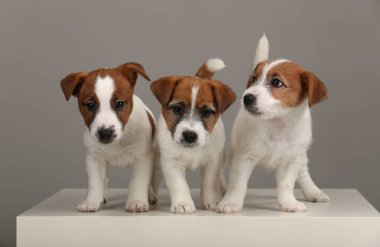 Portre üçün jack russell Terrier. Gri arka planı