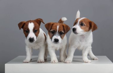Portre üçün jack russell terrier yavruları. Gri arka planı