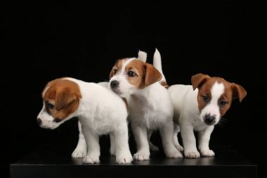 Üç izole yavru. Siyah arka plan