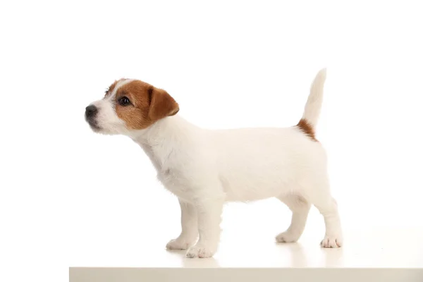 Speelse jack russell pup staande profiel. Close-up. Witte achtergrond — Stockfoto