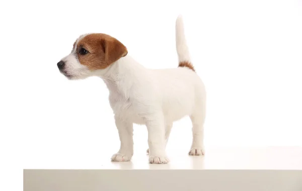 Playful jack russell baby standing profile. Close up. White background — Stock Photo, Image