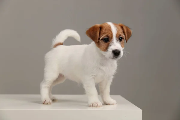 Figlarny jack russell terrier. Z bliska. Szare tło — Zdjęcie stockowe